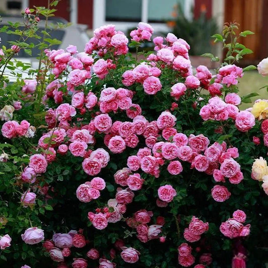 🌹 Semená vzácnej popínavej ruže Rosa Eden — ľahko pestovateľné, voňavé, trváce kvety