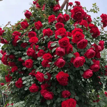 🌹 Semená vzácnej popínavej ruže Rosa Eden — ľahko pestovateľné, voňavé, trváce kvety（副本）