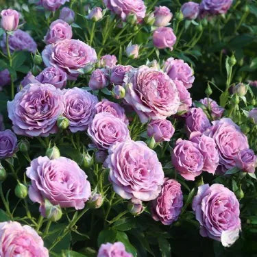 🌹 Semená vzácnej popínavej ruže Rosa Eden — ľahko pestovateľné, voňavé, trváce kvety（副本）