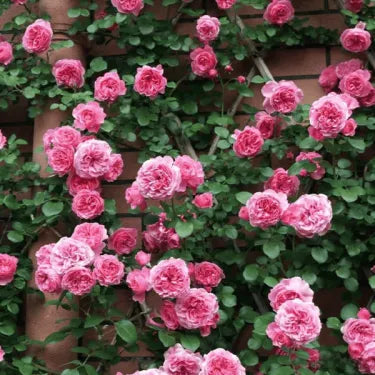 🌹 Semená vzácnej popínavej ruže Rosa Eden — ľahko pestovateľné, voňavé, trváce kvety（副本）