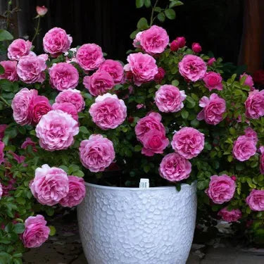 🌹 Semená vzácnej popínavej ruže Rosa Eden — ľahko pestovateľné, voňavé, trváce kvety（副本）