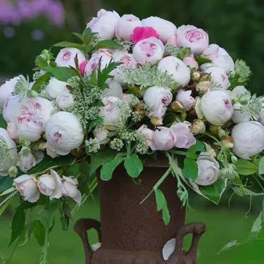🌹 Semená vzácnej popínavej ruže Rosa Eden — ľahko pestovateľné, voňavé, trváce kvety（副本）