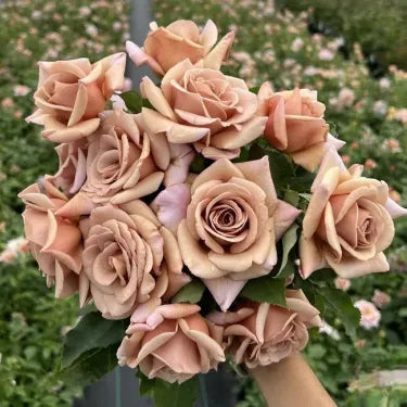 🌹 Semená vzácnej popínavej ruže Rosa Eden — ľahko pestovateľné, voňavé, trváce kvety（副本）