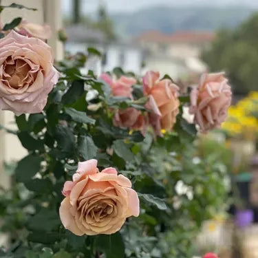 🌹 Semená vzácnej popínavej ruže Rosa Eden — ľahko pestovateľné, voňavé, trváce kvety（副本）