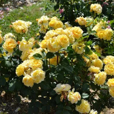 🌹 Semená vzácnej popínavej ruže Rosa Eden — ľahko pestovateľné, voňavé, trváce kvety（副本）