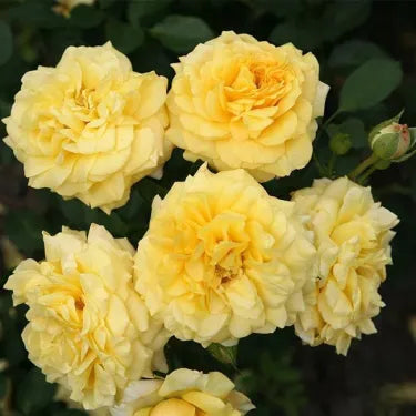 🌹 Semená vzácnej popínavej ruže Rosa Eden — ľahko pestovateľné, voňavé, trváce kvety（副本）
