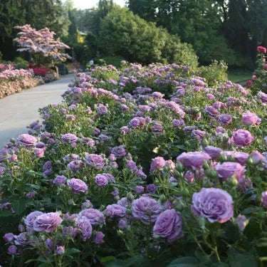 🌹 Semená vzácnej popínavej ruže Rosa Eden — ľahko pestovateľné, voňavé, trváce kvety（副本）