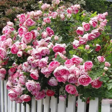 🌹 Semená vzácnej popínavej ruže Rosa Eden — ľahko pestovateľné, voňavé, trváce kvety（副本）