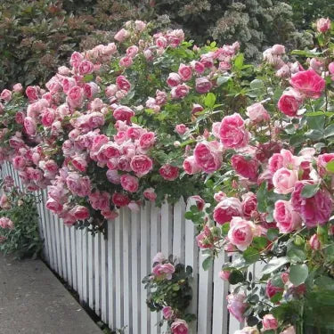 🌹 Semená vzácnej popínavej ruže Rosa Eden — ľahko pestovateľné, voňavé, trváce kvety（副本）