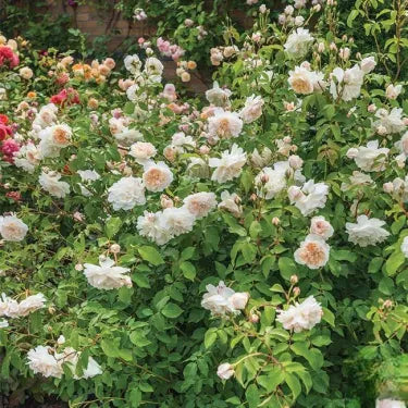 🌹 Semená vzácnej popínavej ruže Rosa Eden — ľahko pestovateľné, voňavé, trváce kvety（副本）