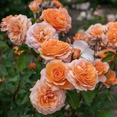 🌹 Semená vzácnej popínavej ruže Rosa Eden — ľahko pestovateľné, voňavé, trváce kvety（副本）