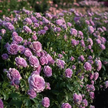 🌹 Semená vzácnej popínavej ruže Rosa Eden — ľahko pestovateľné, voňavé, trváce kvety（副本）