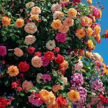 🌹 Semená vzácnej popínavej ruže Rosa Eden — ľahko pestovateľné, voňavé, trváce kvety（副本）