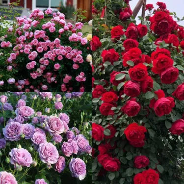 🌹 Semená vzácnej popínavej ruže Rosa Eden — ľahko pestovateľné, voňavé, trváce kvety（副本）