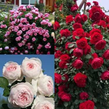🌹 Semená vzácnej popínavej ruže Rosa Eden — ľahko pestovateľné, voňavé, trváce kvety（副本）