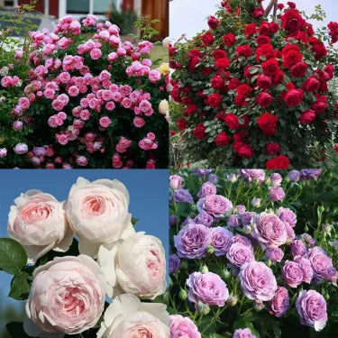 🌹 Semená vzácnej popínavej ruže Rosa Eden — ľahko pestovateľné, voňavé, trváce kvety（副本）